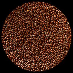 EZERJÓFŰ BIO CSÍRAMAG BROKKOLI, 100 g