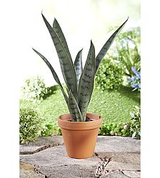 Szobanövény  Sansevieria