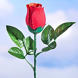 Zenélő rózsa 