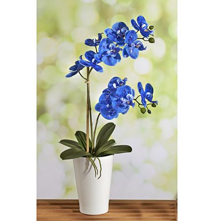 Kék orchidea