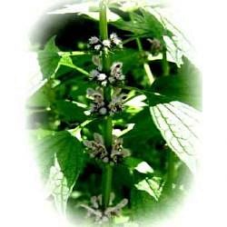 Herbatrend szúrós gyöngyajakfű gyógynövénytea, 40 g