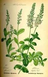 Herbatrend veronikafű gyógynövénytea, 30 g